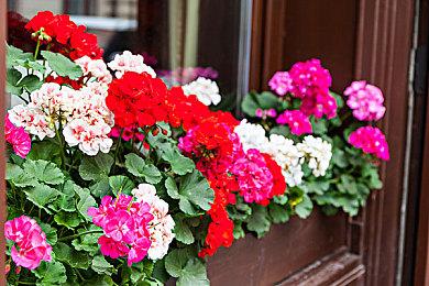 本周FAMI通新作评分 《春逝百年抄》33分 